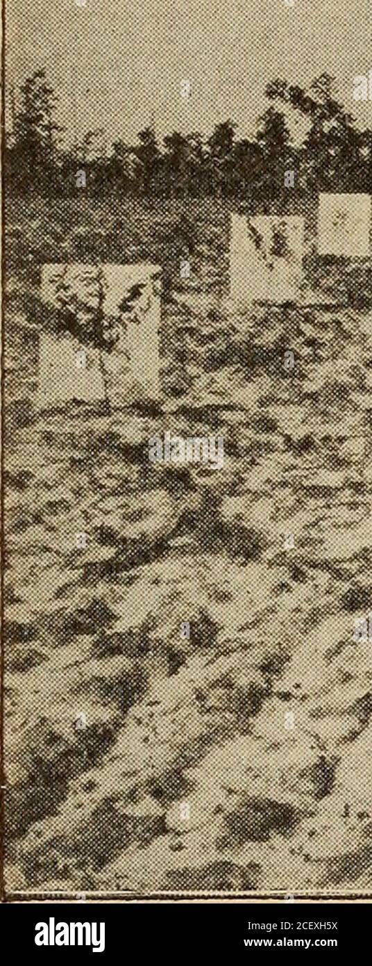 . Rapport annuel de la Station agricole d'expérimentation de Caroline du Nord. Des aphes sont pris en même temps(23 août 1895). La tige de mesure mesure mesure une hauteur de sept pieds. Les trois premiers plats de la série, avec des applications uniques de potasse (K), d'acide phosphorique (P) et d'azote (N) (Figs. 17, 18 et 19) montrent des résultats mais peu mieux que sur le plat n° 8 sans fécondation (Fig.20). Une combinaison des ingrédients K5 P et N (Fig. 21) montrer avery a décidé l'amélioration par rapport à l'ingrédient unique plats. Les trois coupes suivantes (Fig. 22, 23 et 24) montrent l'effet d'un largeramount de chacun des trois i Banque D'Images