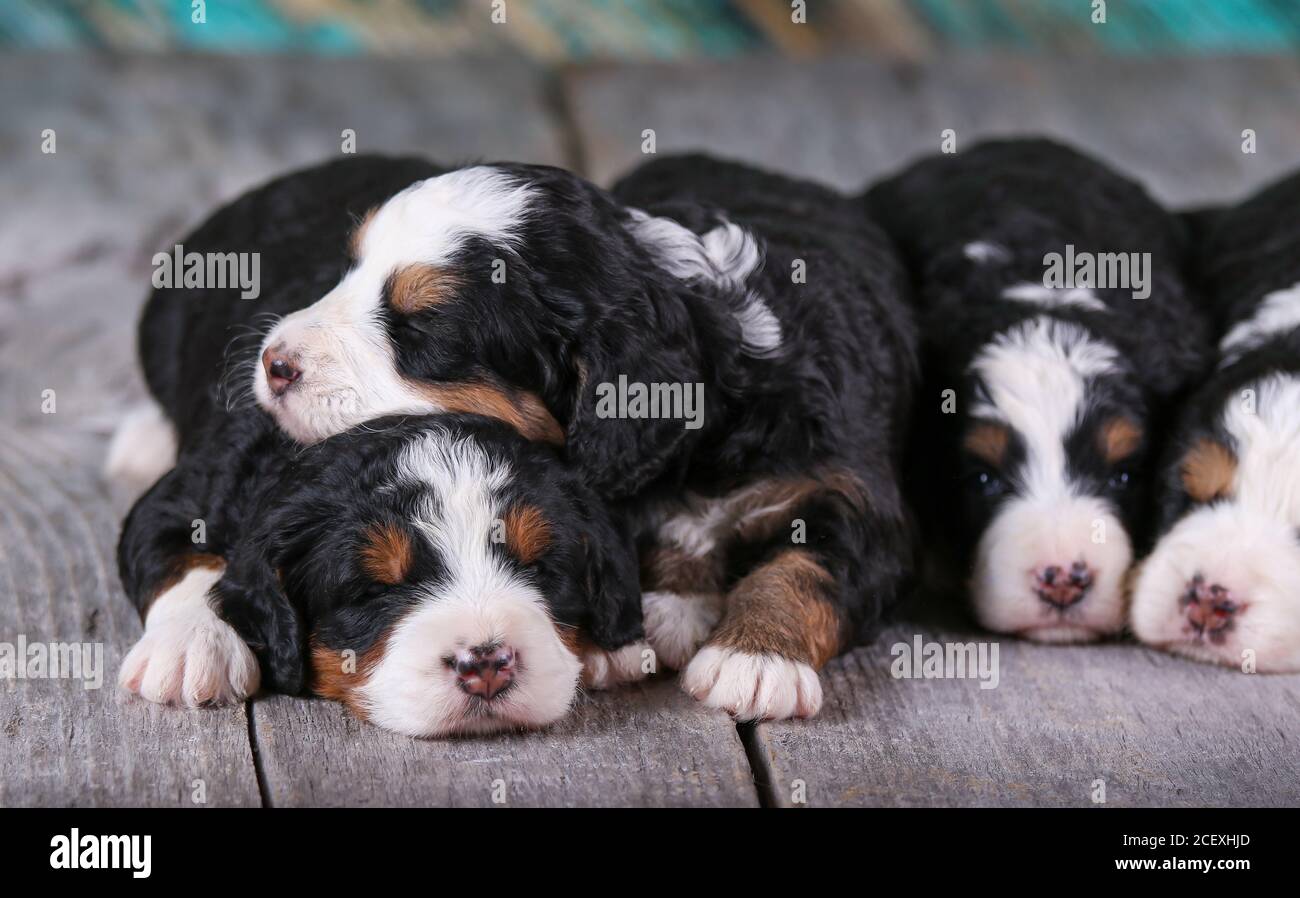 F1 Mini Bernedoodle Puppies tricolores sur parquet 3 semaines Banque D'Images