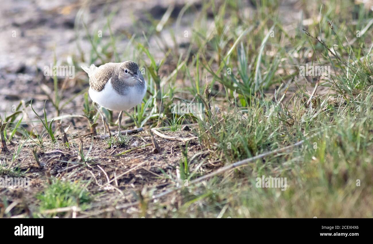 Sandpiper commun montrant bien sur le canal de la tremblante à l'éfond, avant son voyage vers le sud en Afrique pour l'hiver Banque D'Images