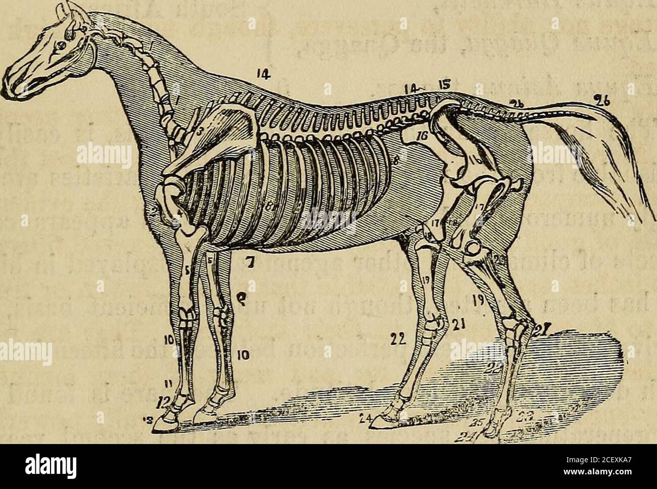 Le cheval et ses maladies;. Il y a une évidence de famille resem-blance  dans leurs têtes, leur cou et les crêtes étant si souvent, pour rendre la  marque quelque peu caractéristique,