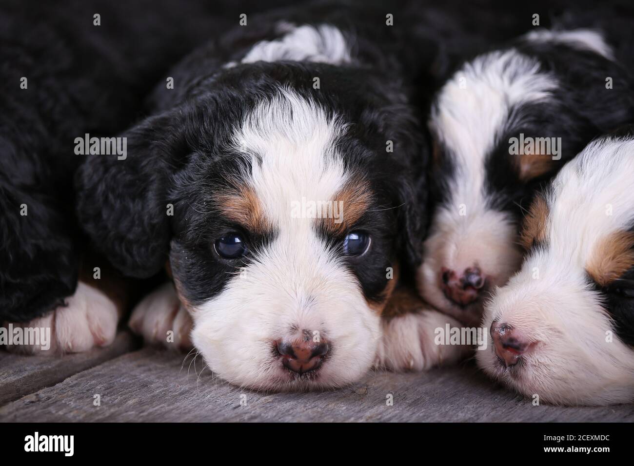 F1 Mini Bernedoodle Puppies tricolores sur parquet 3 semaines Banque D'Images