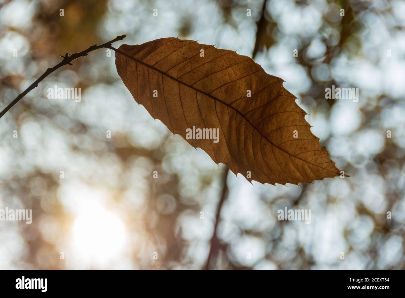 Vue rapprochée d'une seule feuille encore attachée à un arbre dans la lumière d'automne, Bois de Meudon, France Banque D'Images
