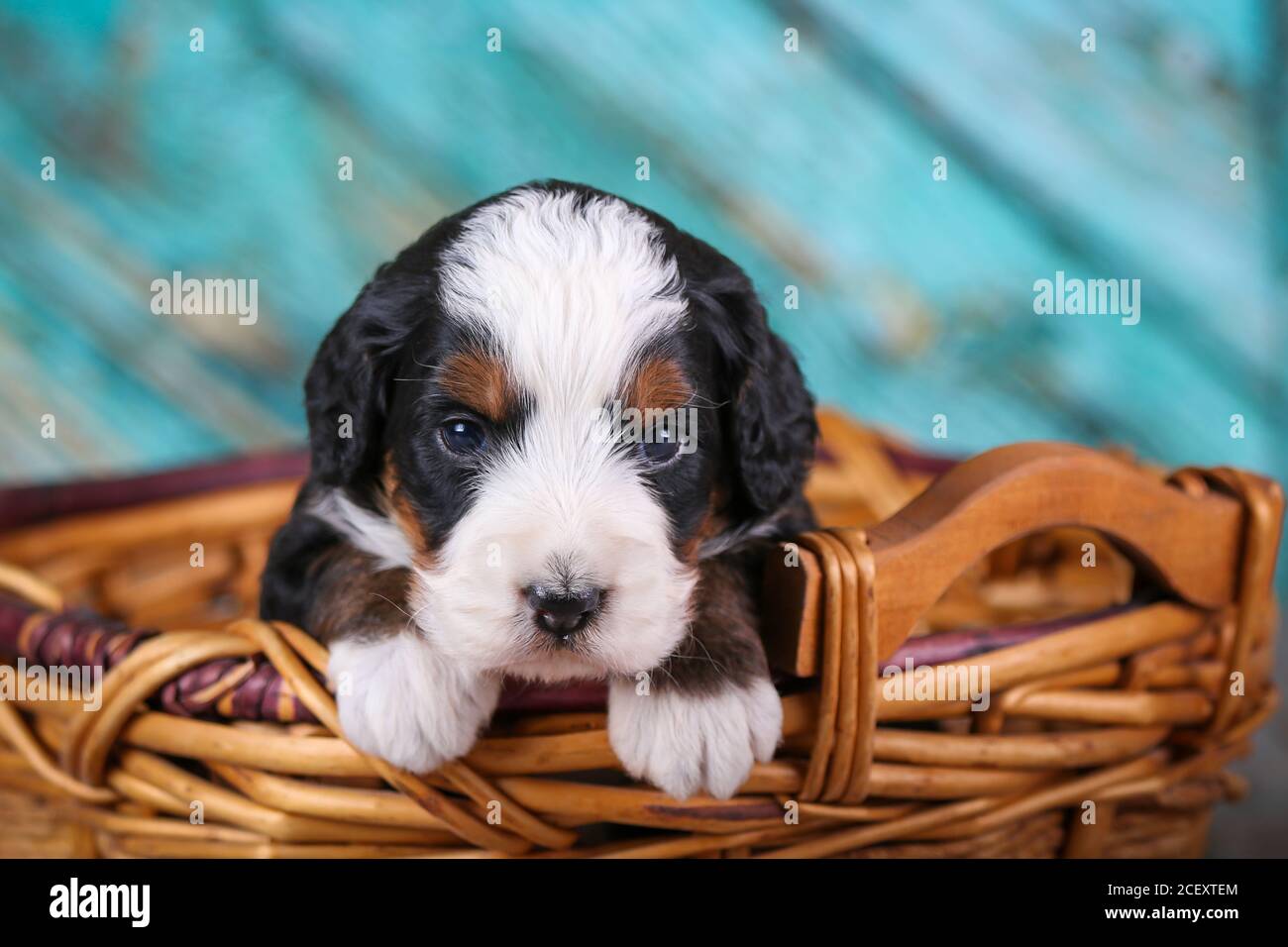 F1 Mini Bernedoodle Puppy tricolore posé sur du bois devant le panier, 3 semaines Banque D'Images