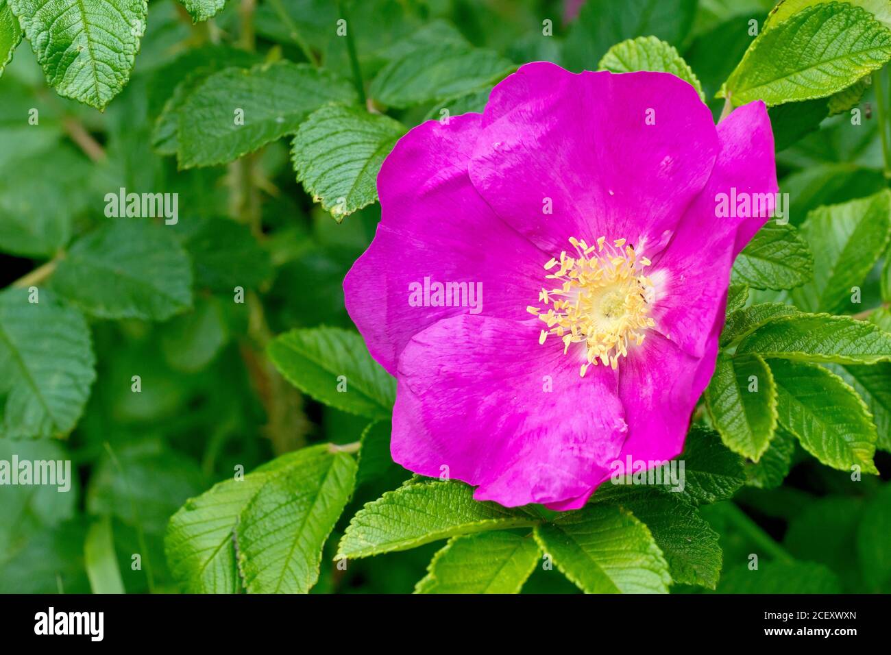 Rose sauvage (rosa rugosa rubra), également connue sous le nom de rose  japonaise, gros plan d'une fleur unique avec des feuilles Photo Stock -  Alamy