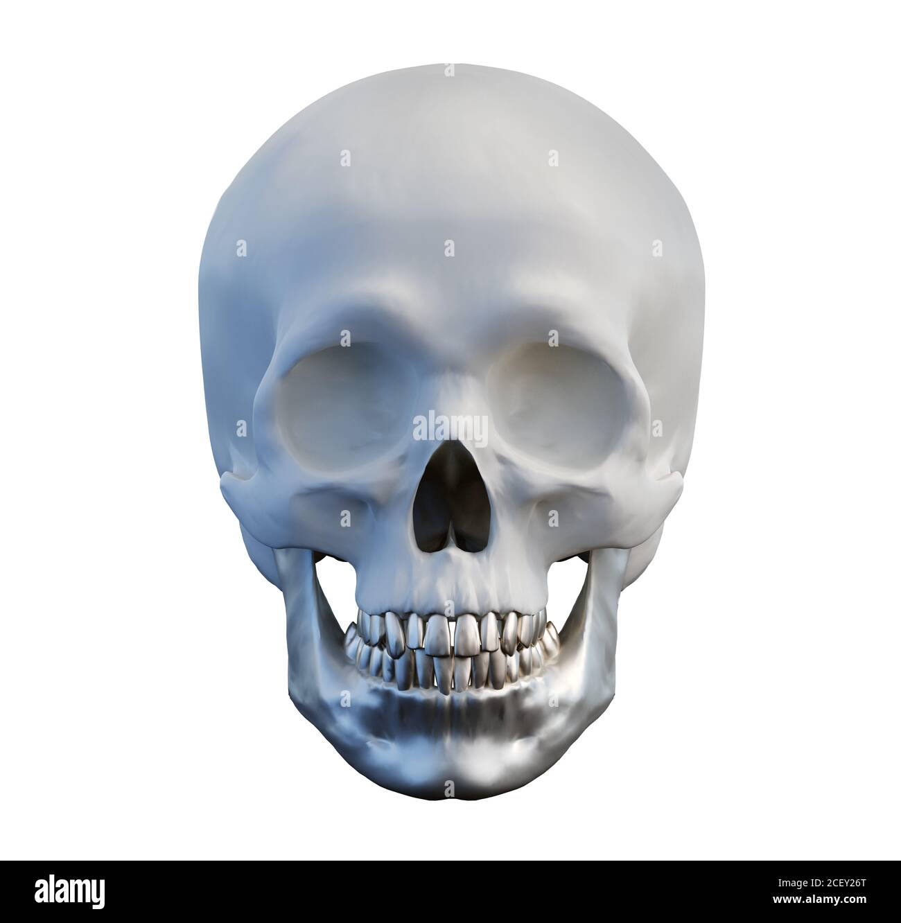crâne anatomique humain avec mâchoire inférieure en métal et dents sur fond blanc isolé, concept d'implant de mâchoire, vue avant, rendu 3d Banque D'Images