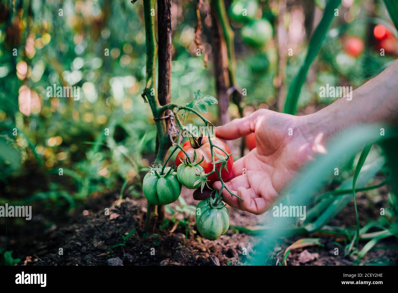 Cultivez des tomates vertes rouges mûres de jardinier anonyme planter tout en récoltant des légumes dans le jardin en été Banque D'Images