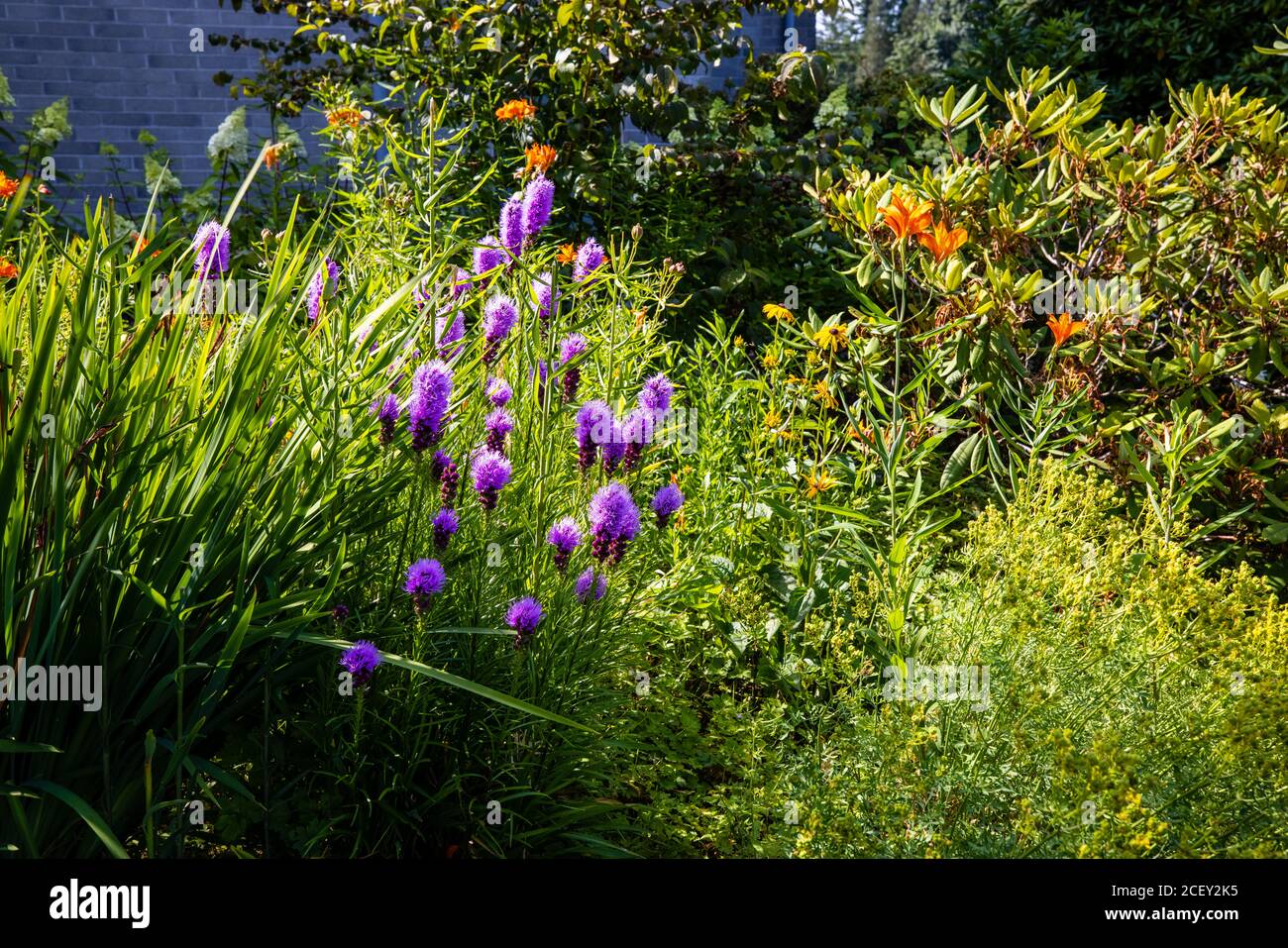 Étoile blazante, jardin de Lilies d'orange, jardin de l'église Banque D'Images