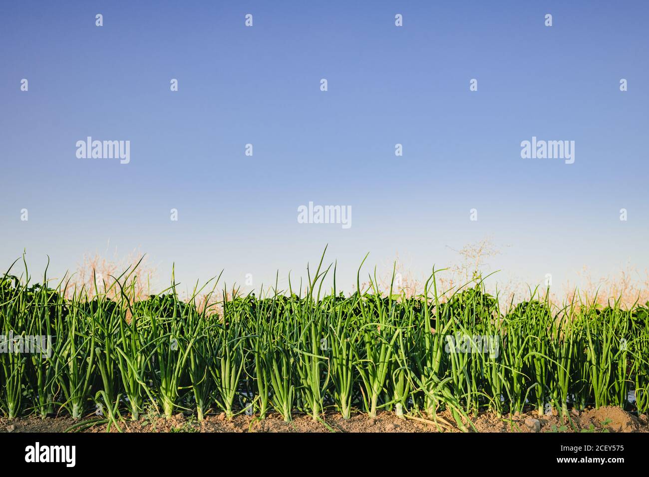 Plantes d'oignon vert luxuriantes poussant dans le sol sur le lit de jardin sous un ciel bleu sans nuages en été Banque D'Images