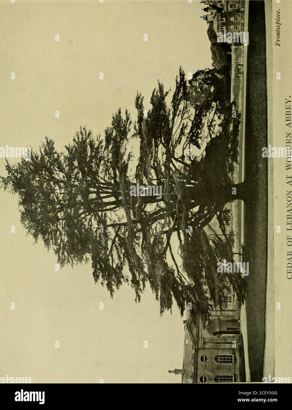 . Arbres conifères à but lucratif et ornement : être une description concise de chaque espèce et variété, avec la nomenclature, la liste des synonymes et les meilleures méthodes de culture les plus récemment approuvés. ris erecta, 199 macrophylla, 199 nana, 200 parvifoha, 200 pendula, 200CaroHniana, 201diversifolia, 202Douglasii, 163kershiana, 201kuniana, 201kuniana, 202, Williamsikuniana, 201kuniana, 201kuniana, 201suniana, 201kitfolia, 201kitfolia, 201 201yunnanensis, 202 Parapluie Pine, 166Usnea barbata, 273 variété de conifères, 284Voles blessant des conifères, 280 guêpe, arbre, 264Wellingtonia, voir Sequoia, 167Weymouth Pine, 154, 230Wire Worms, 259W Banque D'Images