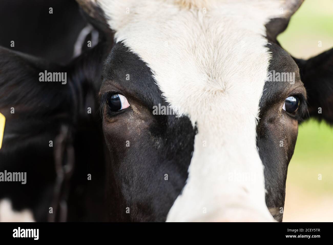 vue rapprochée de la tête de vache noire et blanche Banque D'Images