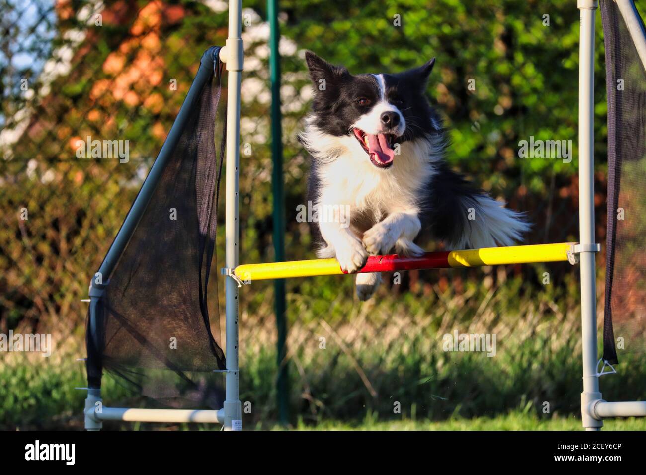 Border Collie surmonte l'obstacle à l'agilité pendant l'heure d'or en République tchèque. Le chien noir et blanc aime l'entraînement de l'agilité. Banque D'Images