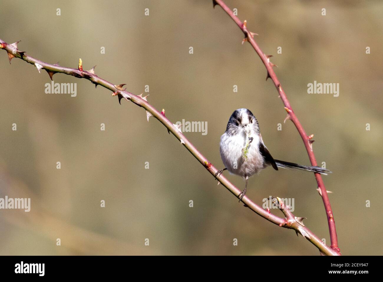 Un Tit à longue queue (Aegithalos caudatus) avec de la mousse pour sa construction de nid. Tacheté à la réserve naturelle de Blashford Lakes dans le Hampshire. Banque D'Images