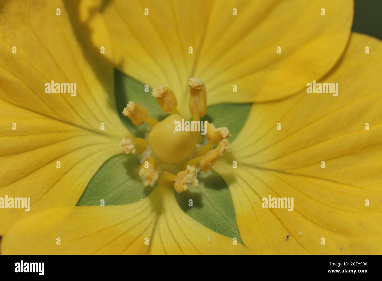 gros plan de la fleur de premrose mexicaine de saule Banque D'Images