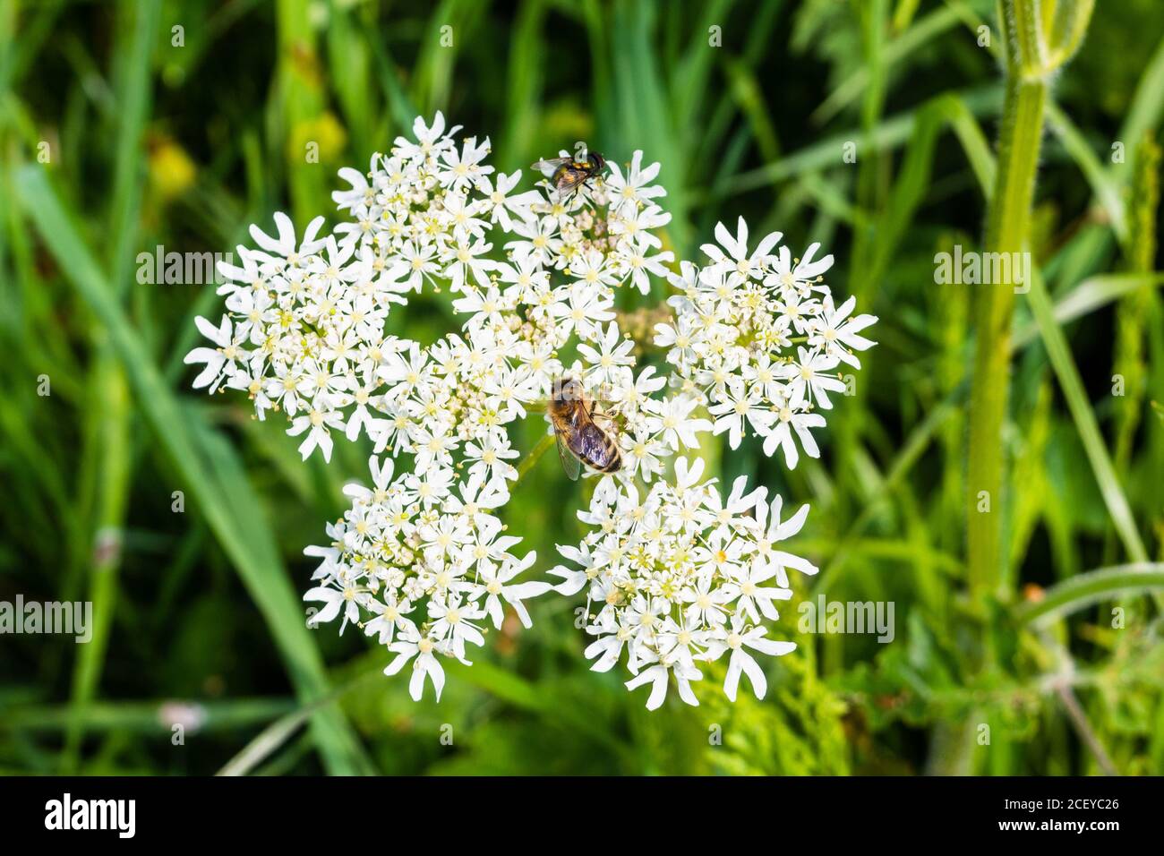 Une abeille européenne, APIS mellifera, nourrissant et collectant le nectar de la fleur de Hotweed Heracleum sphondylium Banque D'Images