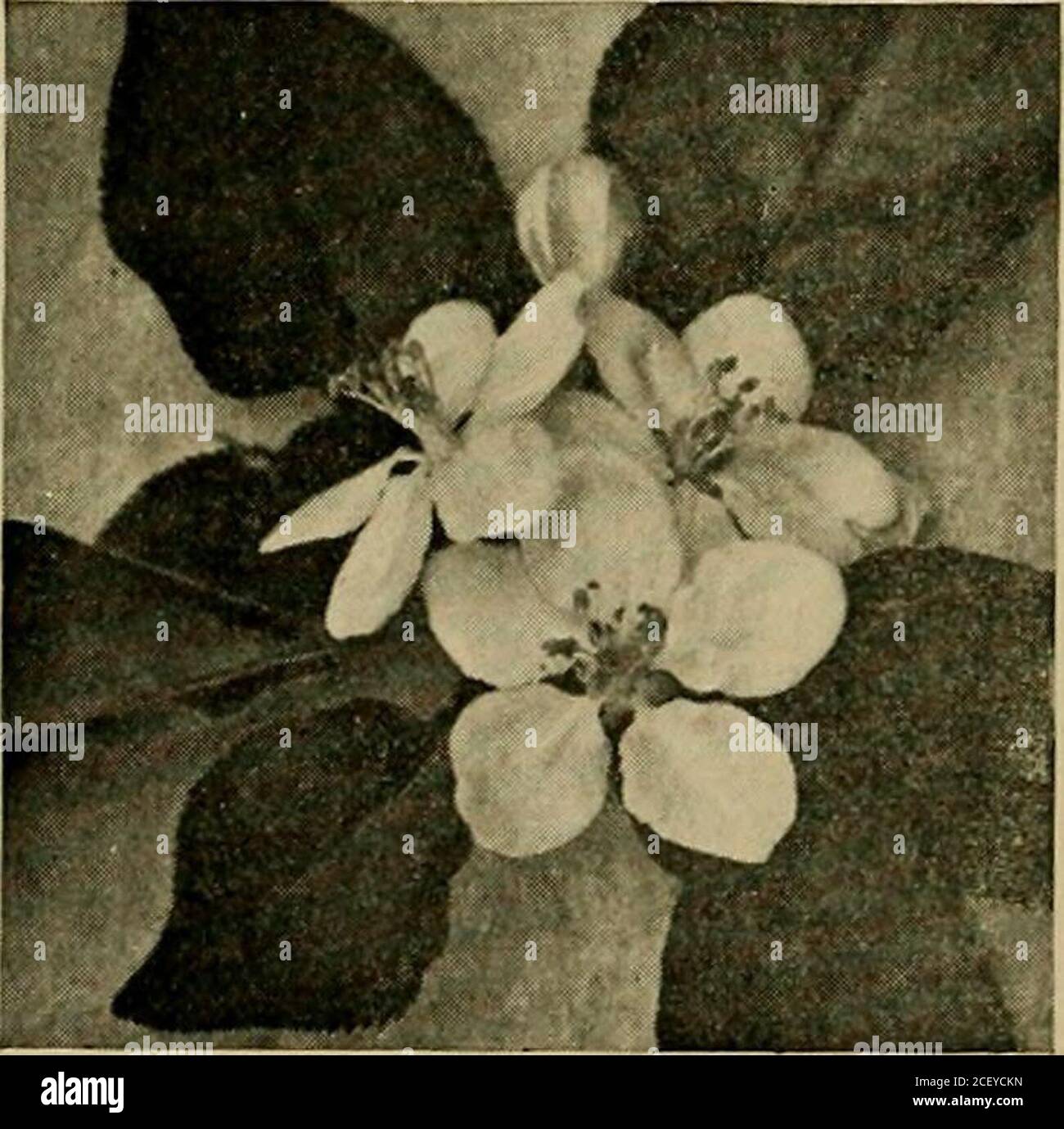 . Horticulture; un livre de texte pour les écoles secondaires et les normales, y compris la propagation des plantes; l'élevage des plantes; le jardinage; orcharding; la culture des petits fruits; la sylviculture; l'embellissement des terres de la maison; les sols et les ennemis impliqués. Figure 120.—trois étapes de pulvérisation des pommiers et des poiriers. .1, bourgeons d'hiver ouverts, entortillements pour la gale, les pucerons et la mote des bourgeons. 2, rose ou pré-floraison, pulvérisation pour la gale, le bourgeon et le léafroller. 3, pulvérisateur de calice pour la gale et le coladose. (Station Oregon.). Banque D'Images