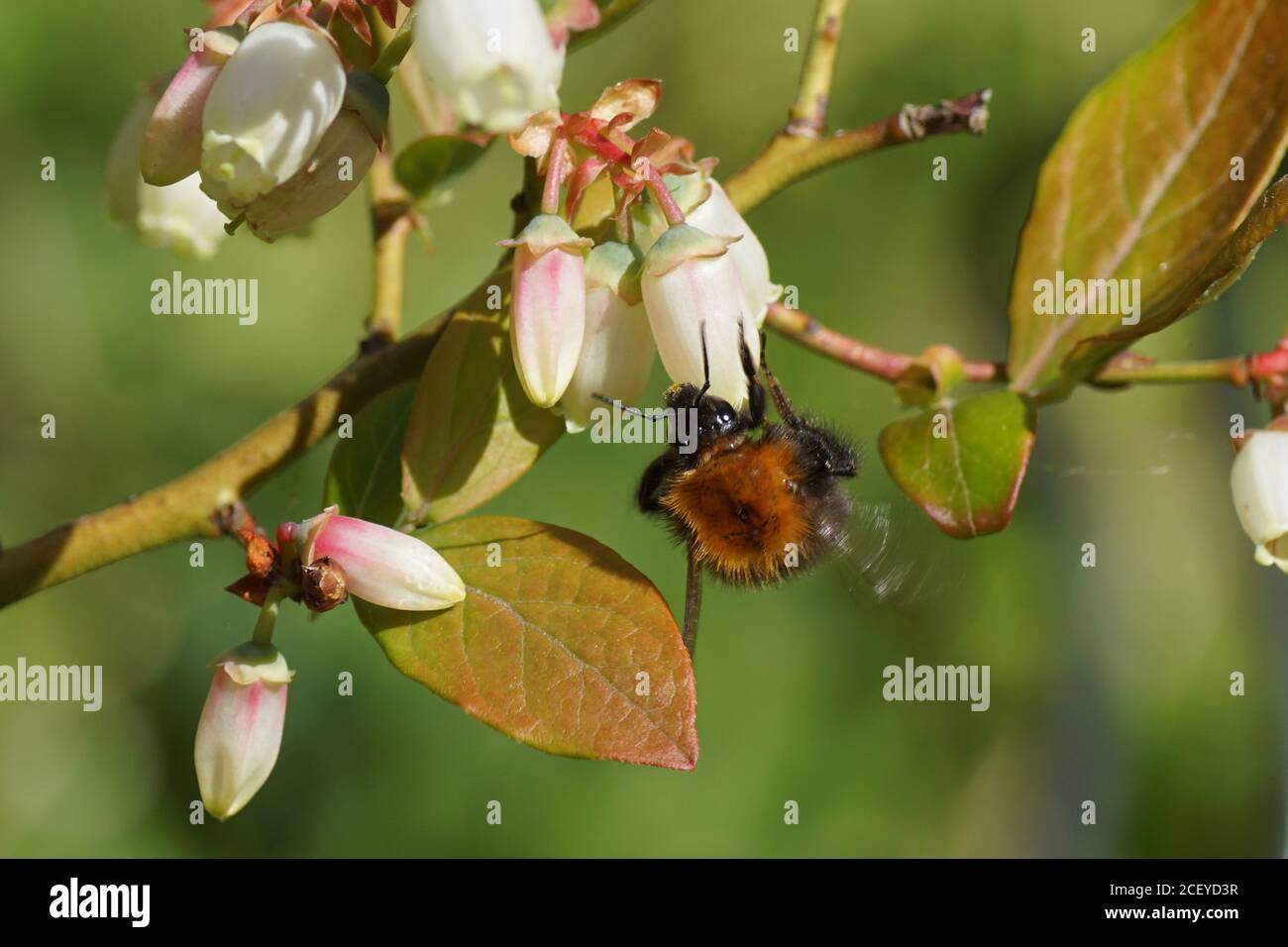 L'abeille commune (Bombus pascuorum), famille des Apidae, sur des fleurs blanches longues en forme de cloche ou d'urne du bleuet de l'highbush du nord (Vaccinium corymbosum Banque D'Images