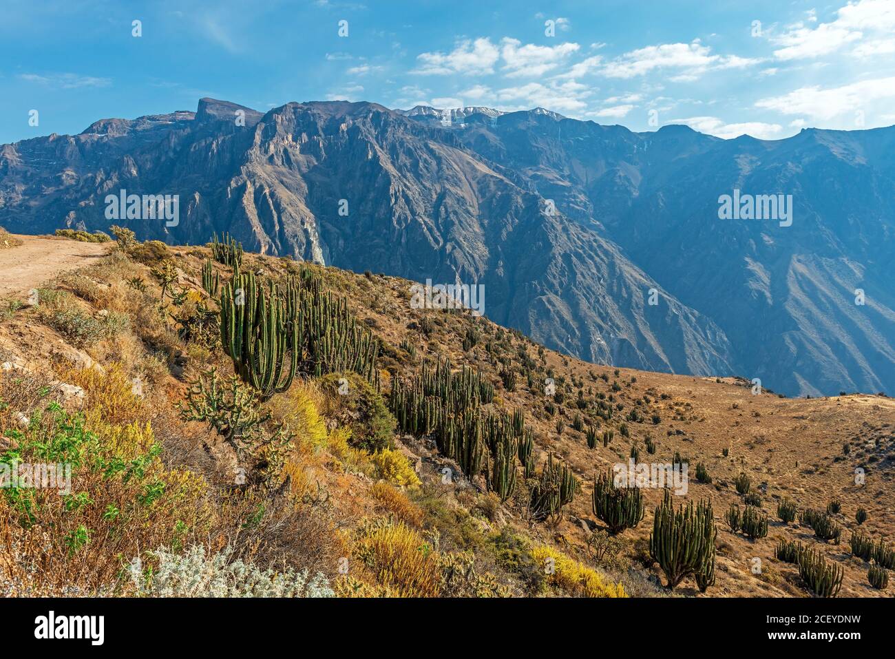 Paysage au bord du canyon de Colca avec plantes cactus, région d'Arequipa, Pérou. Banque D'Images