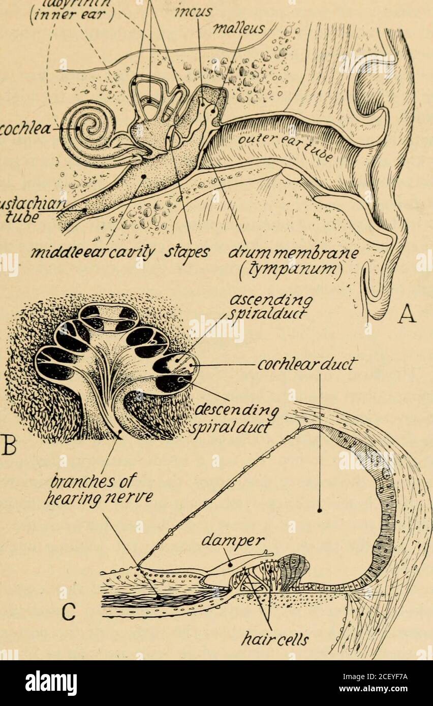 . Les cellules sensorielles de l'organe de Corti sont disposées en série spiralée, il est possible qu'elles soient sensibles, comme la W iresof d'un piano, à différentes longueurs de W ave. D'autres structures de l'oreille, par exemple la membrane basilaire, ont été considérées comme la partie significative de l'appareil de résonance. Les canaux semi-circulaires sont parfois appelés les organes principaux de l'équilibre, ou l'équilibrage, parce qu'ils fournissent des stimuli sensoriels qui varient en fonction de l'inclinaison de la tête de remorquage ard la traction de la gravitation des terres.il y a trois canaux semi-circulaires, la vertica antérieure Banque D'Images