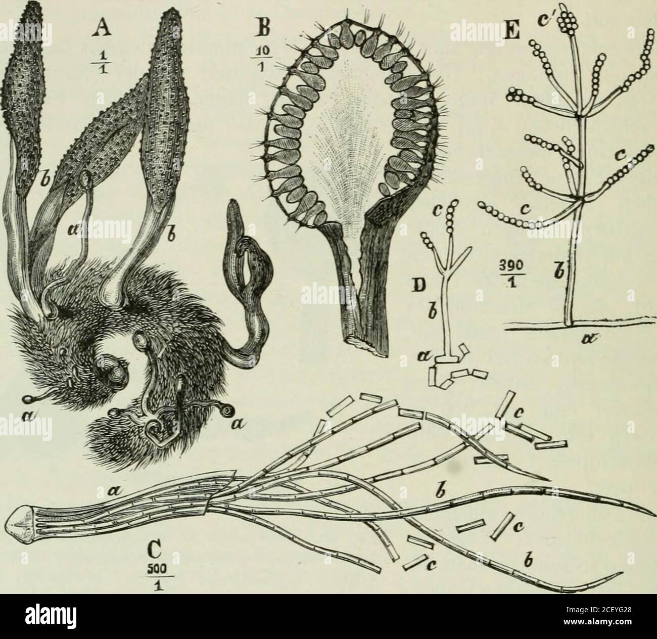 . Die Forstinsekten Mitteleuropas; ein Lehr- und Handbuch. Figure 201. Yiucor mucedo L. A sporangium im optitischenLängsschnitt; B Keimung einer ZJ-gospore z am Keim-schlauch k ist ein sporangium s entstanden; C zweiHyphenäste im ersten Kopulationsstade; I&gt; Abgrenzungder die zygoszöden en der en zweihösternen der zäussern. (Nach Sachs, ausEngler-Prantl, Die uatürlichen Pflanzenfamilien.) 268 chapitre VI Nürliche Beschränkung der Insektenvermehrung. M. melitophthorus Hoffm. ist ein Feind der Honigbiene und wurde imChylusmagen des Tieres nachgewiesen. Stell. Er Banque D'Images