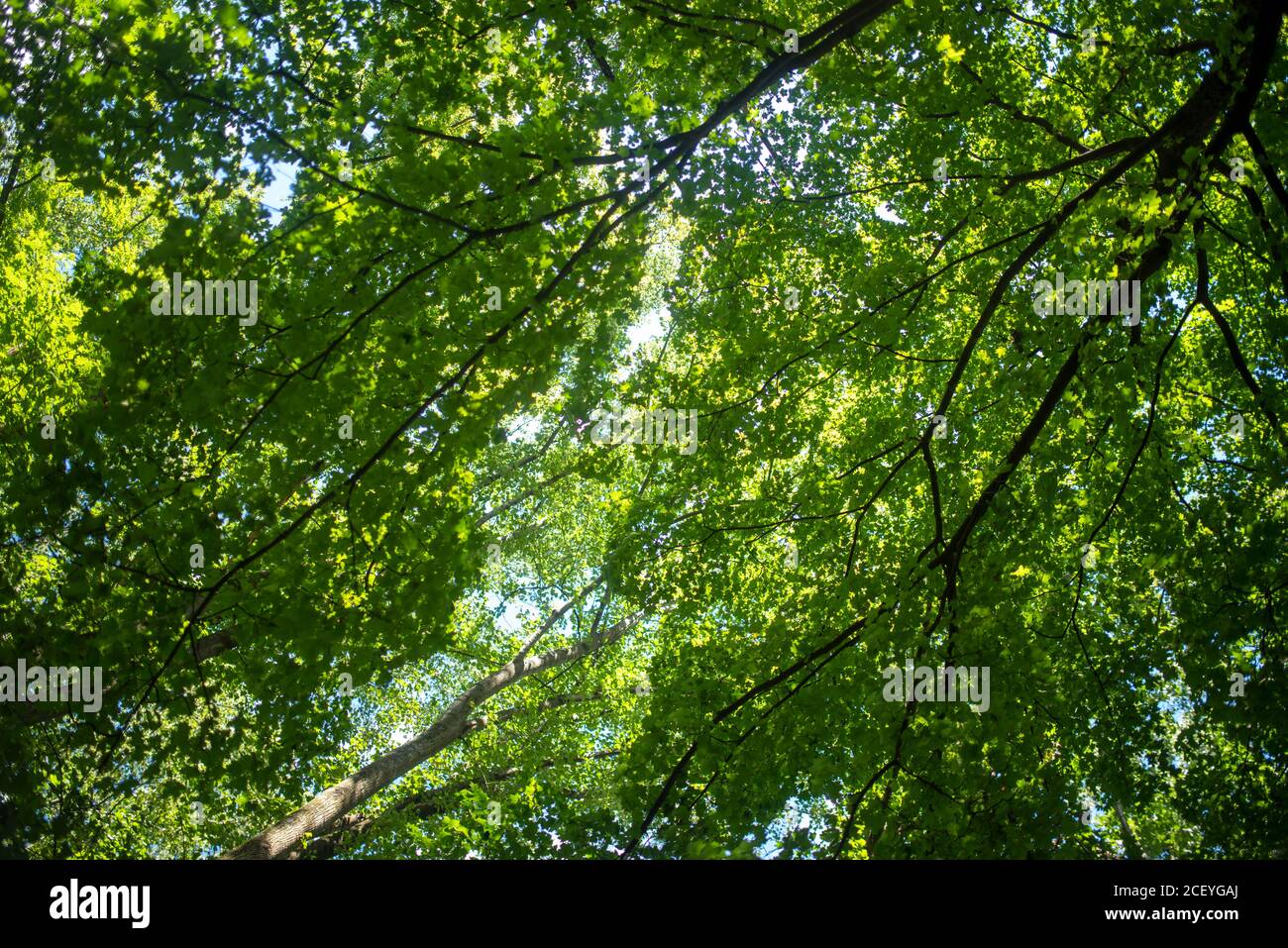 Le ciel bleu traverse les différentes nuances de vert. Superbes lignes et motifs. Plein format en plein soleil avec espace de copie. Banque D'Images