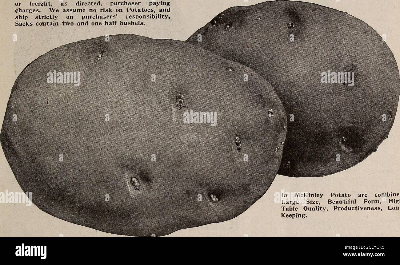 . Graines, bulbes, arbustes : catalogue 1914. Pommes de terre GrowersRequiresLeggetts poudre Gun. Distribue le Paris Green, l'hellébore, le soufre et la poudre sèche. Prix, 8.00 $ complet. Mort de bogue. Pommes de terre sûres et suréon et gardentruck en général. Pour le prix, voir page 93. Dickey Duster (25c) et Acre=an-Hour Sifter(75c) sont adaptés à l'application DES POMMES DE TERRE—suite 25 les prix des pommes de terre sont sujets à des changements de marché. Les pommes de terre sont expédiées par voie express, selon les directives, les frais de paiement de l'acheteur. Nous n'assumons aucun risque sur les pommes de terre et expédions strictement sous la responsabilité de l'acheteur.Sacks cc%itain deux et un=demi-boisseau Banque D'Images