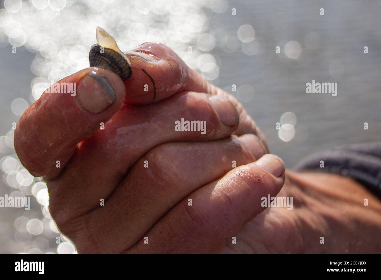 Cockle montrant sa jambe de sable, Dagebüll mudFlat, Allemagne Banque D'Images