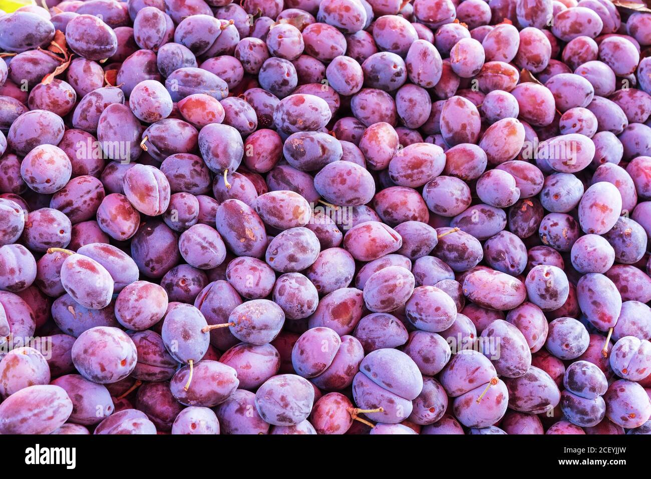Prunes sur le marché, concept de récolte d'automne, contexte. Banque D'Images