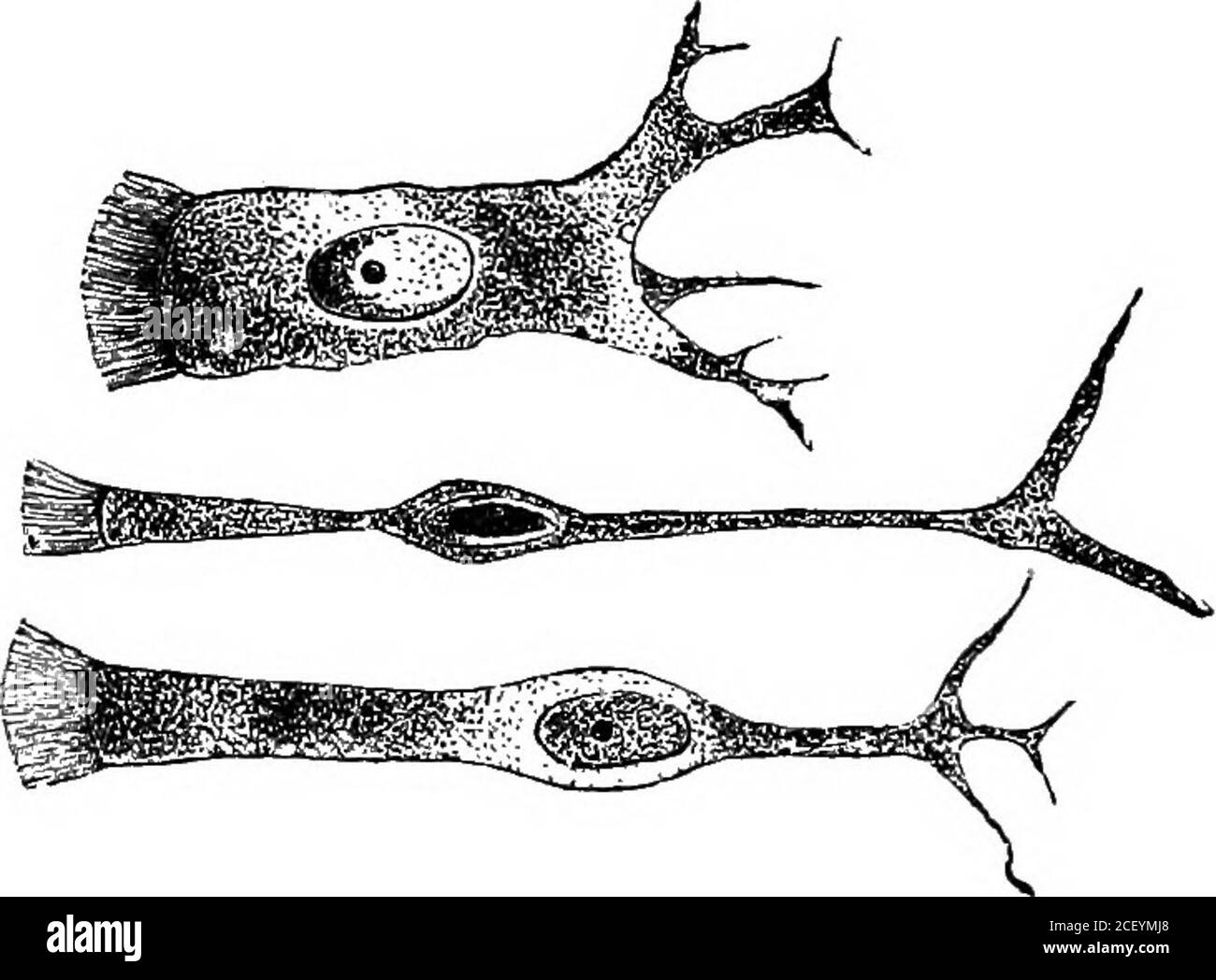 . Physiologie humaine. 1 £. 221.—l'épithélium Columnar des villosités intestinales d'un Babbit forme ce qu'on appelle l'épithélium columnaire et peut exister en couche régulière d'asingle, ou en plusieurs couches plus ou moins irrégulières. Les surfaces libres des cellules épithéliales de certaines parties sont revêtues de minuscules processus ressemblant à des cheveux appelés cilia, là étant. Figure 222.—cellules épithéliales ciliées de la trachée d'un Cat de dix à trente attachées à chaque cellule individuelle. Ces ciliaare perpétuellement en mouvement, armant et fro dans une telle mannerque tous ceux de la même surface ont tendance à propulser n'importe quel pa Banque D'Images