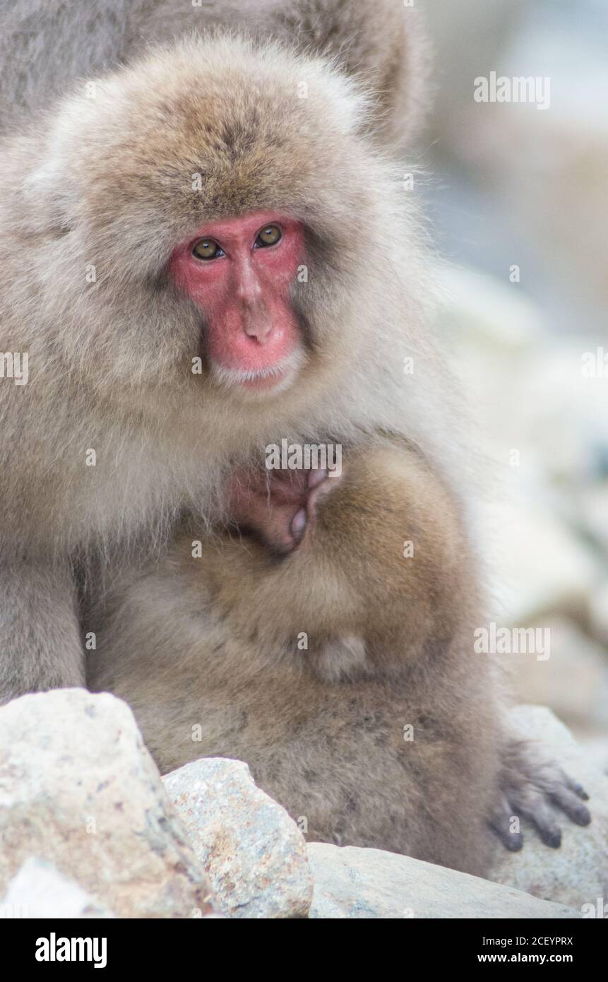 Wild Snow Monkeys (macaque japonais) au Parc des singes de Jigokudani Yaen dans la préfecture de Nagano, au Japon Banque D'Images