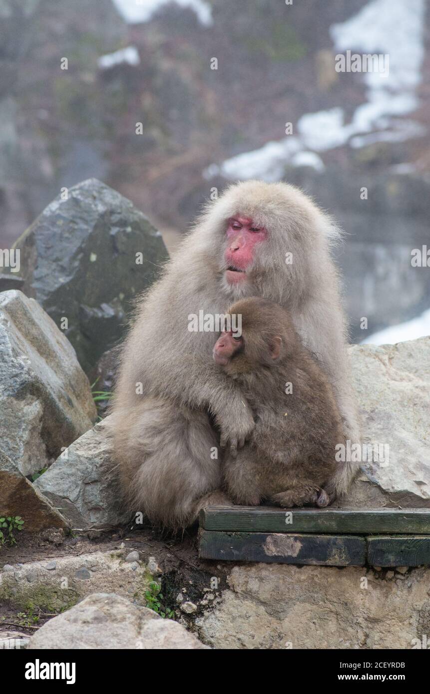 Wild Snow Monkeys (macaque japonais) au Parc des singes de Jigokudani Yaen dans la préfecture de Nagano, au Japon Banque D'Images