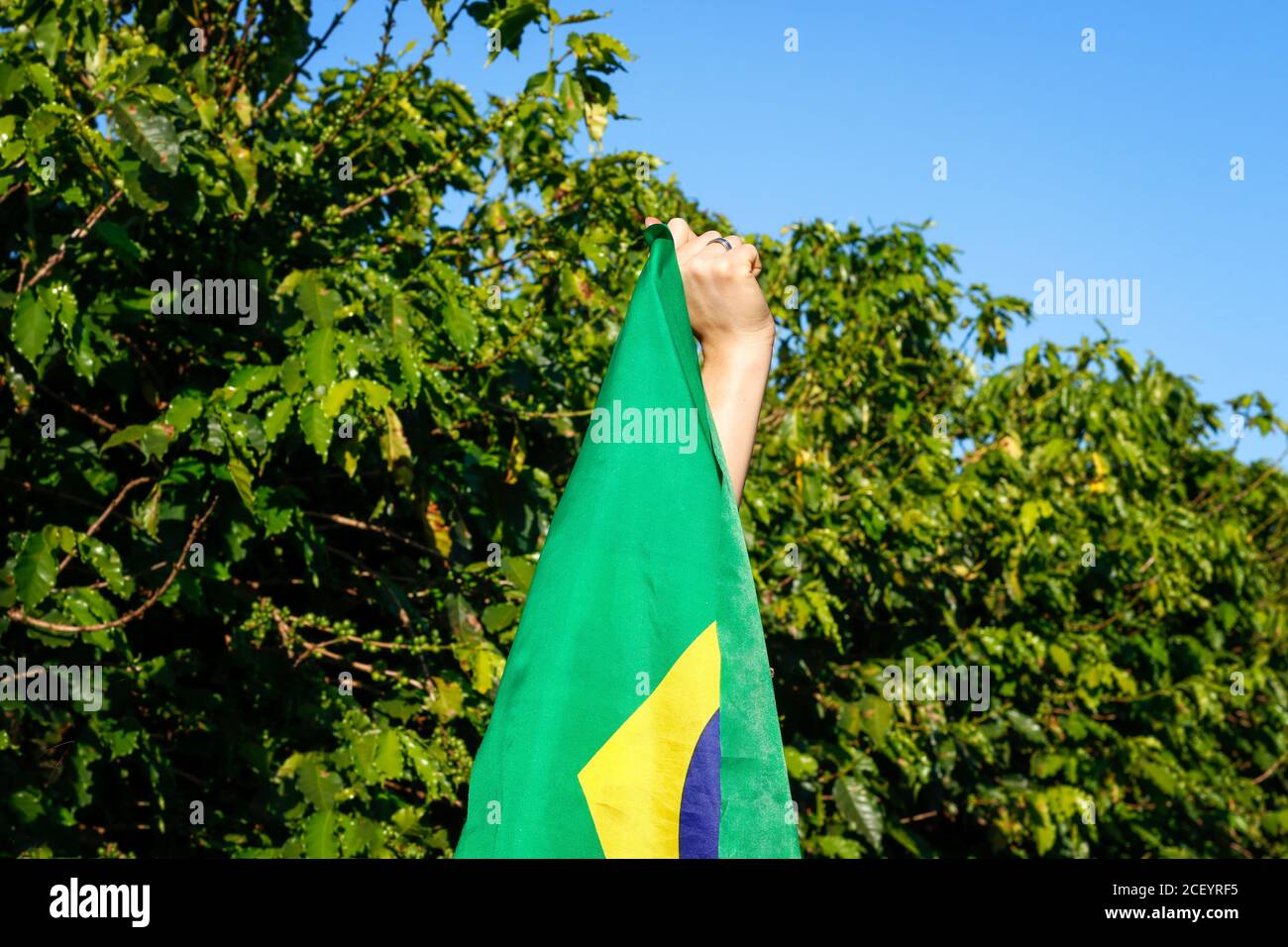 Image de concept de drapeau brésilien. Tenant le drapeau brésilien dans le vent. Banque D'Images