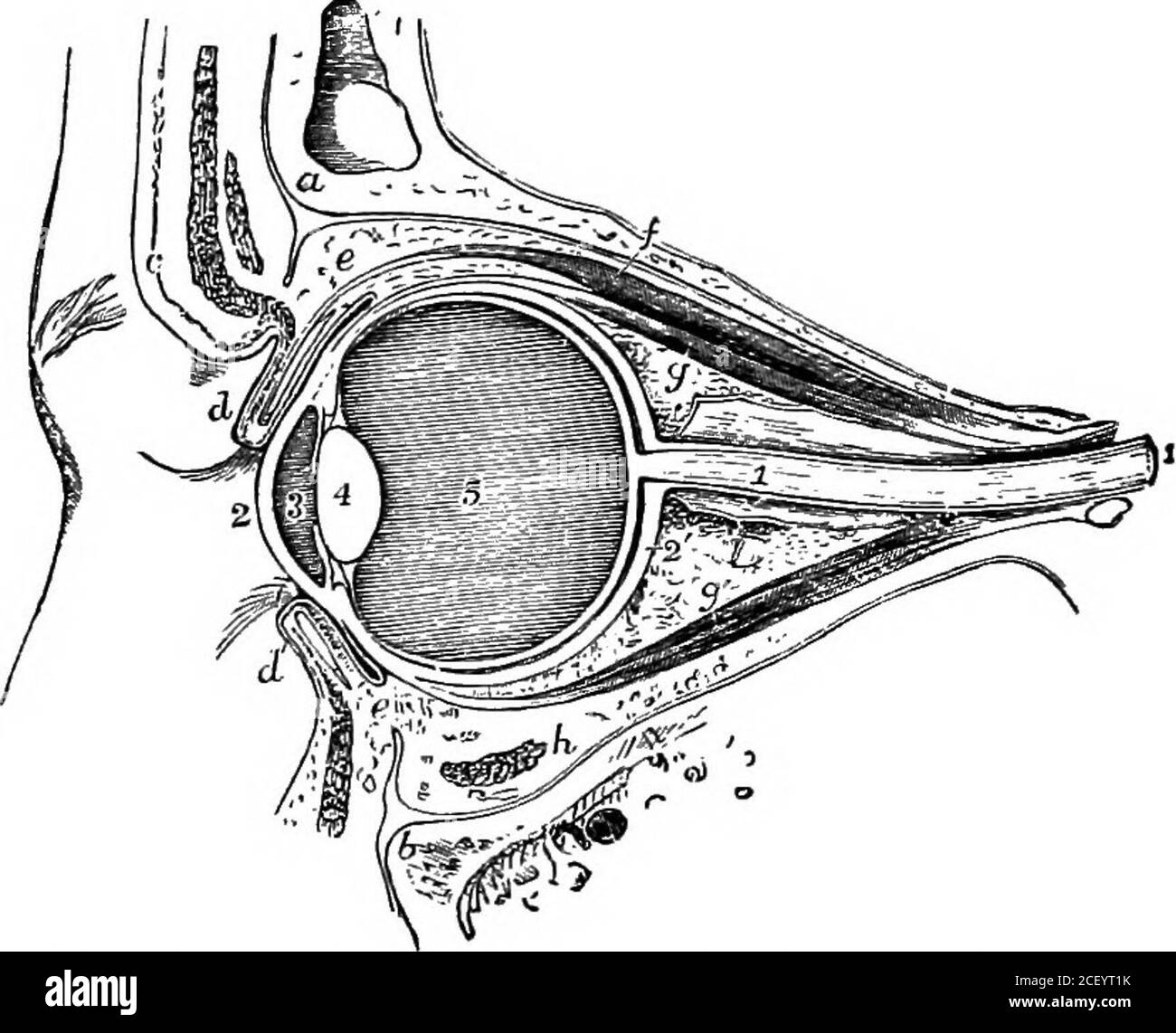 . Physiologie humaine. Ces papilles ? 4. De quelles sources la langue reçoit-elle son approvisionnement nerveux ? 5. Quel est l'organe de goût ? Quelles sont les conditions nécessaires pour la ?production de la sensation appelée goût ? 6. Comment les différentes parties de la muqueuse de la langue diffèrent-elles en ce qui concerne les sensations qu'elles produisent ? 202 PHYSIOLOGIE ÉLÉMENTAIRE 7. Comment prouveriez-vous que le sens de l'odeur est intimement associé à celui du goût ? 8. Décrire la structure générale des parois des cavités nasales. Comment ces cavités sont-elles séparées de la bouche, du cerveau et de e Banque D'Images