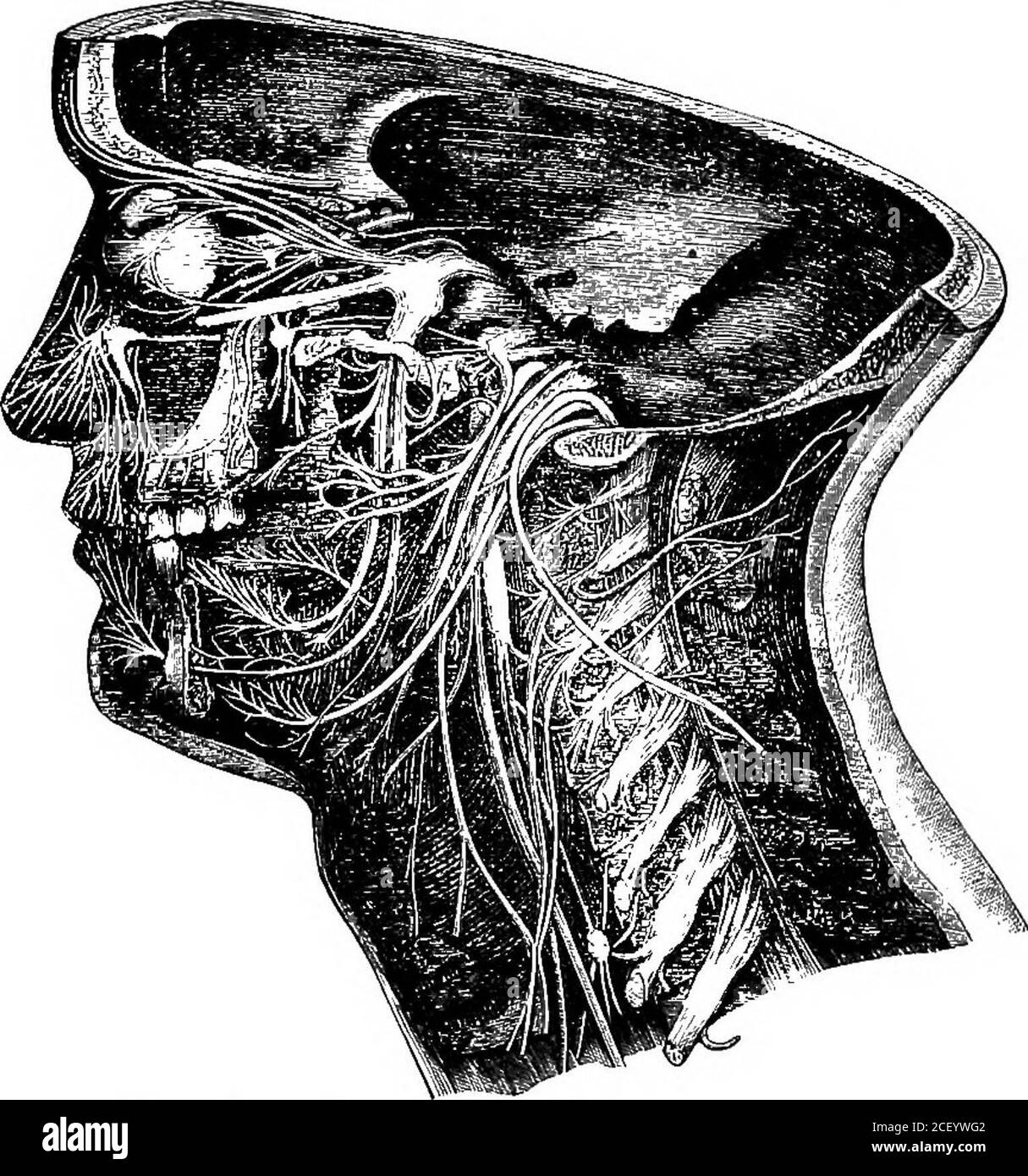 . Physiologie humaine. Ommunicationentre le cerveau et la corde, et est donc important comme milieu d'aconducting. Il possède également des propriétés semblables à celles de la moelle épinière, qui seront expliquées dans notre prochaine leçon. De la sous-surface du cerveau, douze paires de nerfs sont données.ces derniers sont appelés les nerfs crâniens, et sont numérotés de l'avant vers l'arrière. 184 PHYSIOLOGIE ÉLÉMENTAIRE la première paire est les nerfs olfactifs ou les nerfs de l'odorat. Ceux-ci sont les nerfs sensoriels ou afferents, dont les fibres sont fournies à la muqueuse du nez. La deuxième paire est le capteur Banque D'Images . Physiologie humaine. Ommunicationentre le cerveau et la corde, et est donc important comme milieu d'aconducting. Il possède également des propriétés semblables à celles de la moelle épinière, qui seront expliquées dans notre prochaine leçon. De la sous-surface du cerveau, douze paires de nerfs sont données.ces derniers sont appelés les nerfs crâniens, et sont numérotés de l'avant vers l'arrière. 184 PHYSIOLOGIE ÉLÉMENTAIRE la première paire est les nerfs olfactifs ou les nerfs de l'odorat. Ceux-ci sont les nerfs sensoriels ou afferents, dont les fibres sont fournies à la muqueuse du nez. La deuxième paire est le capteur Banque D'Images