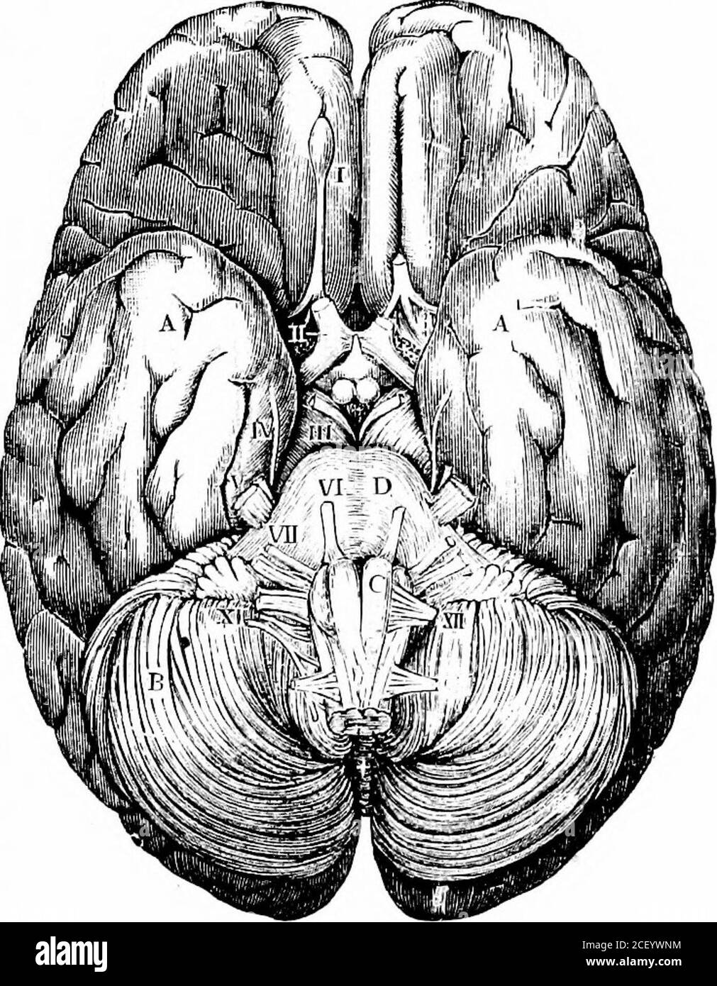 Hémisphères du cerveau Banque d'images noir et blanc - Alamy