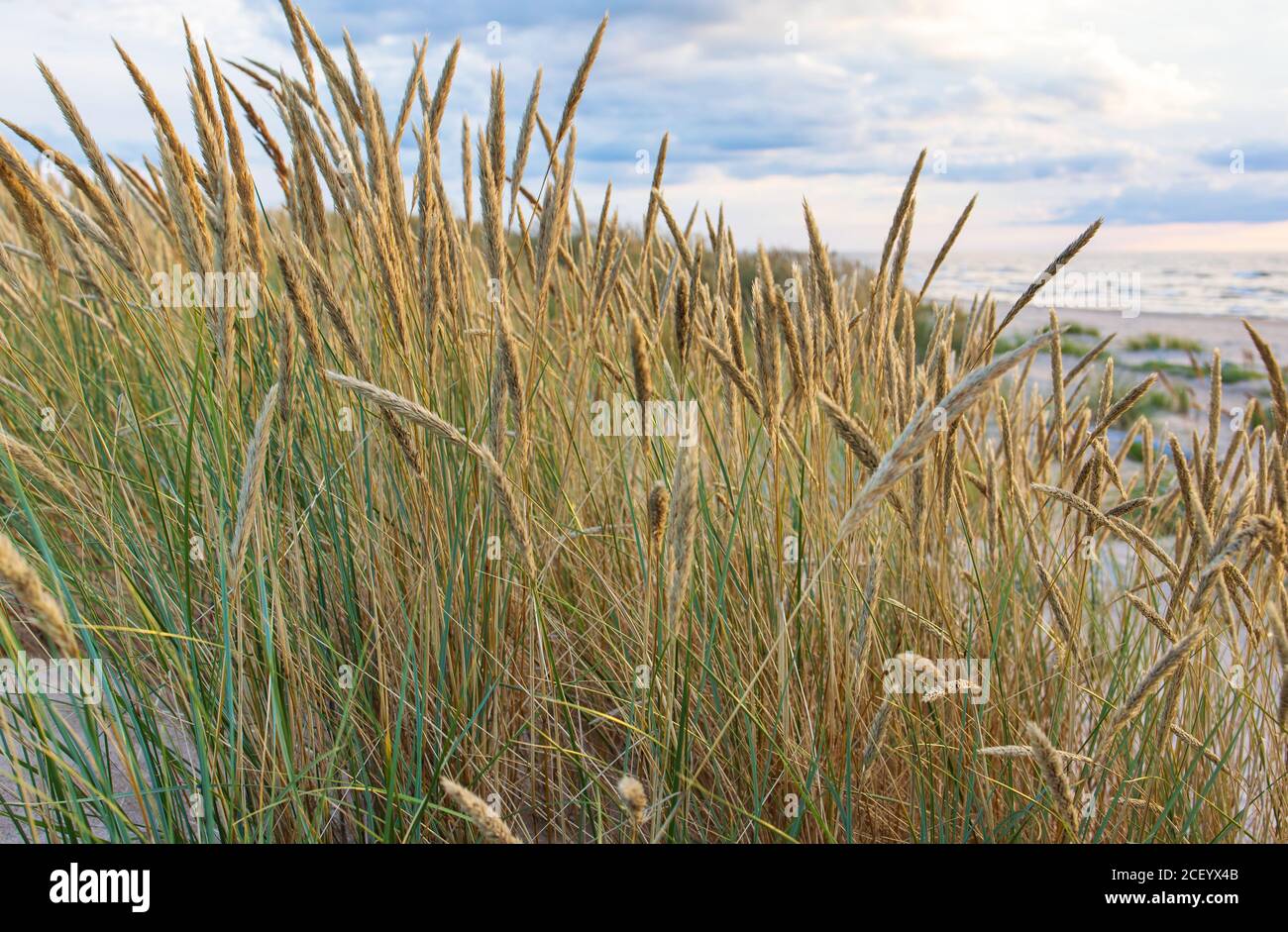 Courbé aux dunes de la mer Baltique au soleil du soir Banque D'Images