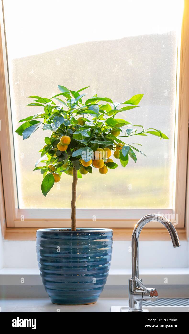 Calamondin citrus tree on window sill Banque D'Images