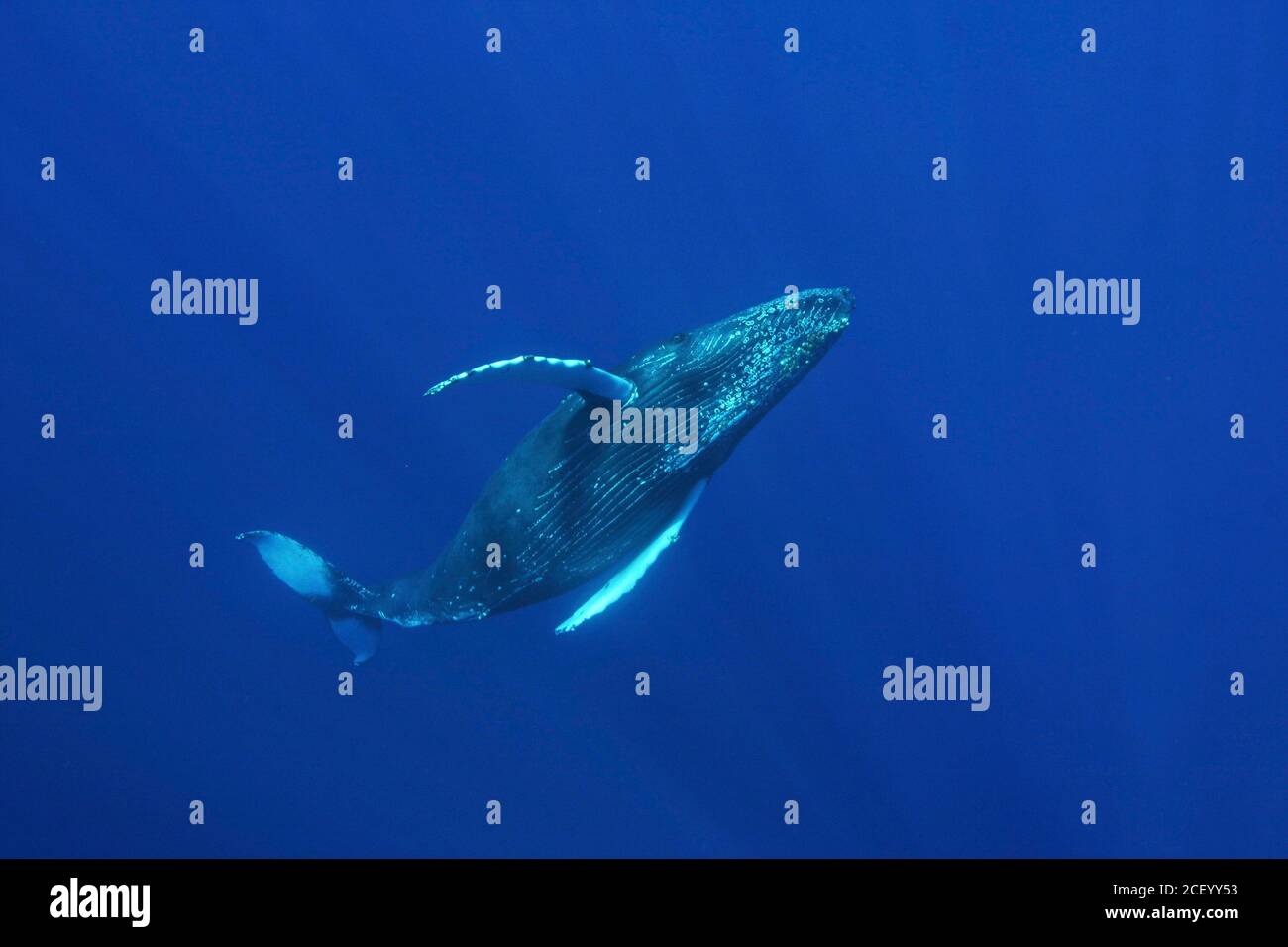 Une baleine à bosse nage sous l'eau dans le sanctuaire marin national de la baleine à bosse des îles hawaïennes, au large de la côte de Kihei, Maui, Hawaii. Les îles hawaïennes sont les principales aires de reproduction hivernales de la population de baleines à bosse du Pacifique Nord. Banque D'Images