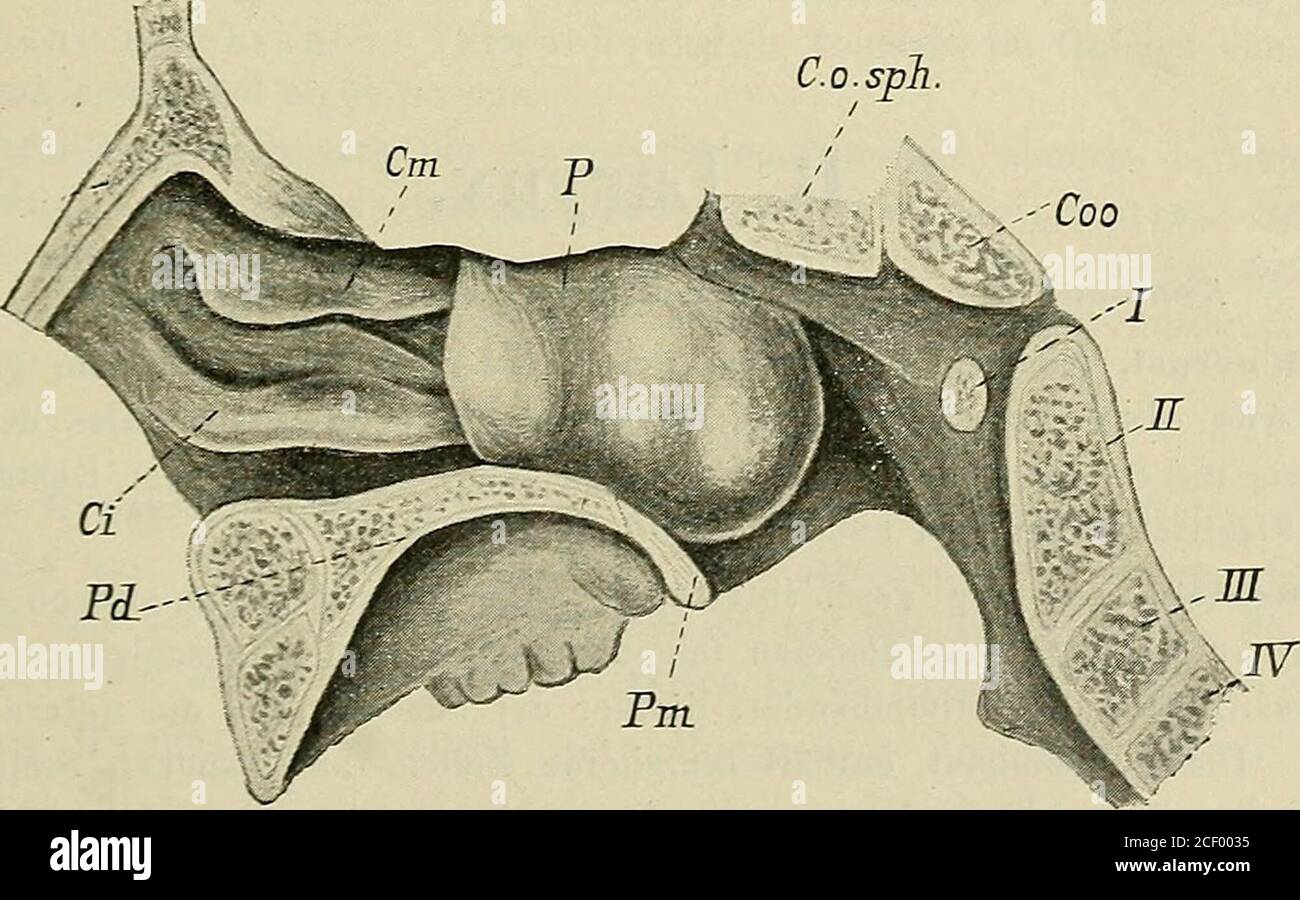 Lehrbuch der speziellen pathologichen Anatomie für studierende und Ärzte.  ^% € B A Fig. 103 u. 104. A Myxoniatöser Polyp aus der Nase eines 7jährigen  Mädchens. Maiiroskopisch wardie etwas über 1