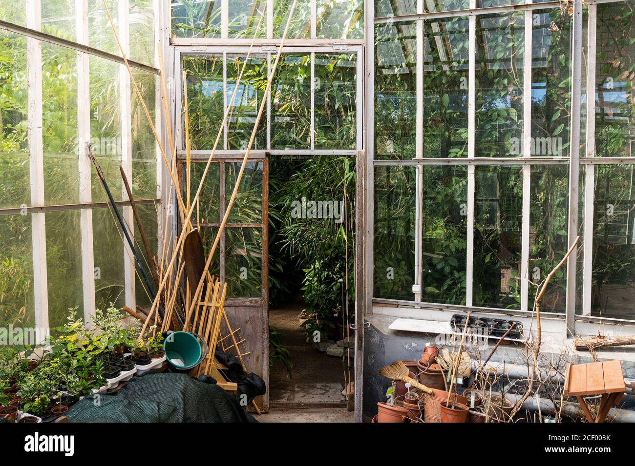 Intérieur d'un vieux jardin intérieur ou serre avec porte en verre ouverte, pots de fleurs en argile de Terra cota, plants de plantes, accessoires. Banque D'Images