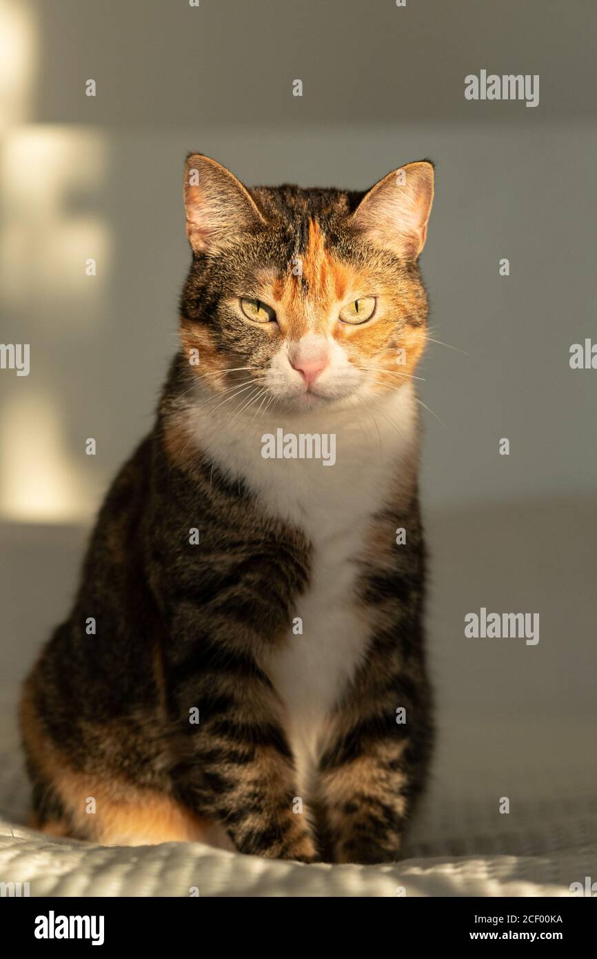Chat tricolore tabby assis sur le lit avec une couverture blanche, regardant la caméra et le soleil Banque D'Images
