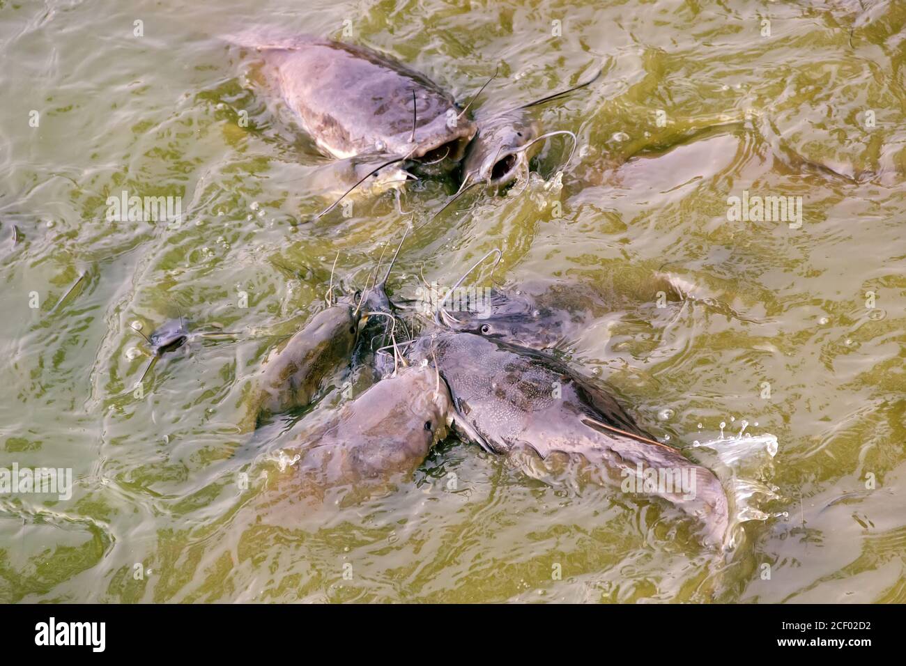 Le poisson-chat marchant (Clarias batrachus) se nourrit à la surface d'eau très boueuse, d'habitats pauvres en oxygène. Étangs de poisson et produits de poisson, élevés en PO cérémonial Banque D'Images