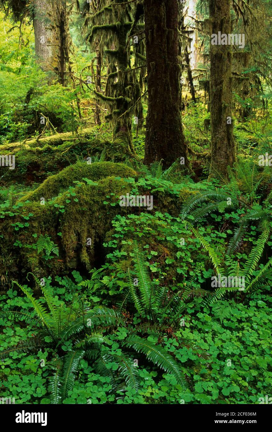 Forêt ancienne sur le sentier Hall of Mosses, Parc national olympique, Washington Banque D'Images