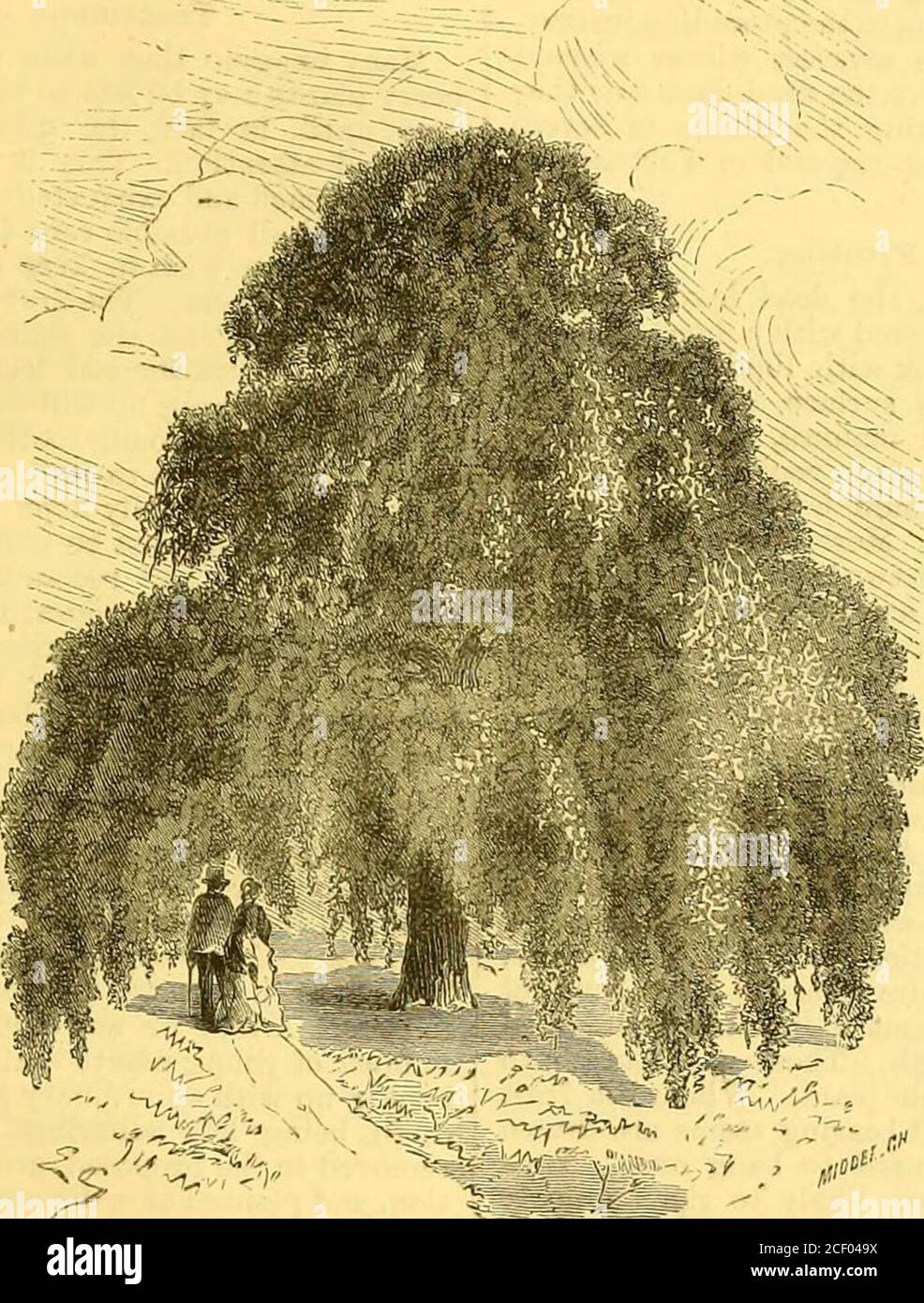 . Le jardin : un journal hebdomadaire illustré de jardinage dans toutes ses branches. Bonne couche de fumier demi-pourri devrait être dugin. Si le sol est lourd et humide de fumier de cheval, ou de volaille, de lapin, ou de brebis excréments devraient être utilisés ; si, sur la main de loulier, il est léger, le fumier de vache ou de porc peut être employé avec avantage. Si possible, ce travail devrait être effectué à peu près avant le début de l'hiver, afin de permettre au gel de pénétrer et de pulvériser le sol. Si, sur le conti-aire, le travail doit être reporté jusqu'au printemps ou à l'été, l'huile doit être allovrée pour devenir ferme avant la plantation. Si l'huile est bonne a Banque D'Images