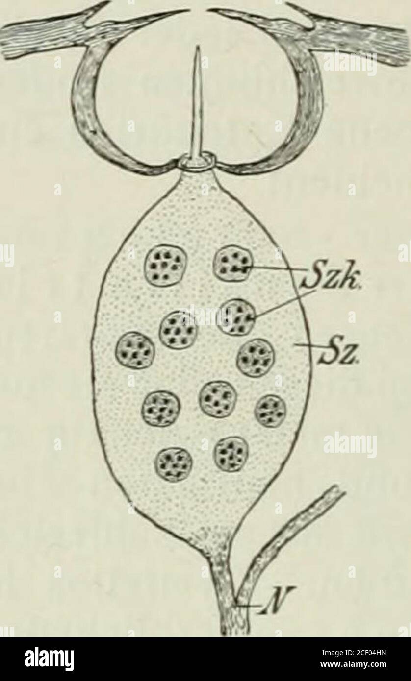 . Die Forstinsekten Mitteleuropas; ein Lehr- und Handbuch. Banque D'Images