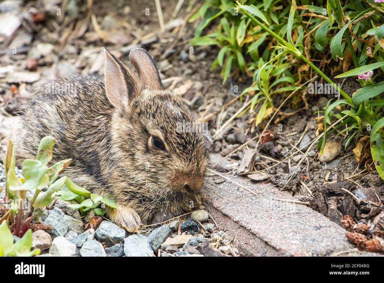 Gros plan d'un bébé lapin de l'est se cachant sur le chemin du jardin Banque D'Images