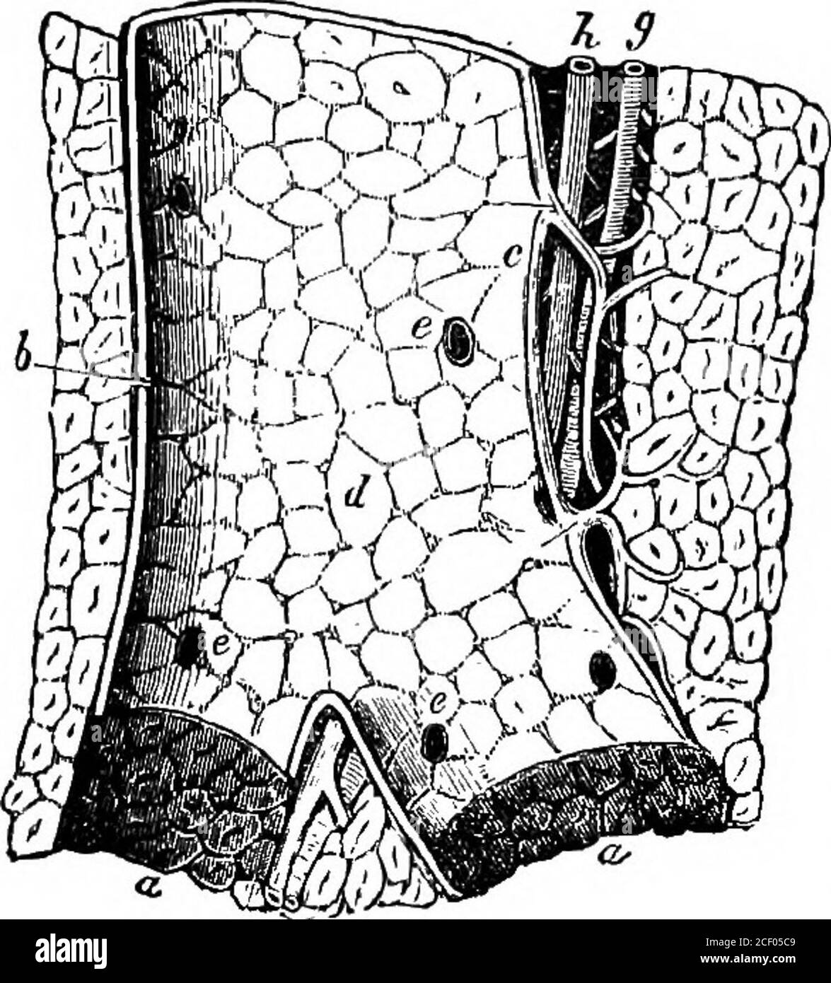 . Physiologie humaine. Figure 141.- la veine porte et ses branches. Foie, sous la surface ; gb, vésicule biliaire ; St, sto-mach ; sp, rate ; p, pancréas ; nageoire, duodénum ;ac, côlon ascendant ; cd, côlon descendant ; a, t&gt ;,c, d, e, la veine porte et ses branches. Les por-tions du duodénum et du côlon ont été supprimées. 156 arrangement PHYSIOLOGIQUE ÉLÉMENTAIRE des petites branches et capillaires des quatre vaisseaux du foie. Il sera, - maintenant commode de tracer les branches de ces vesselsséparément, afin de learnedheir relations à l'autre. Les branches de la veine portalveine donnent un petit v Banque D'Images