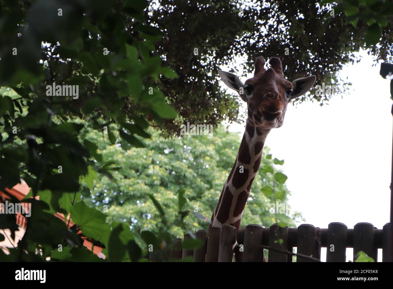 Les animaux au zoo Banque D'Images