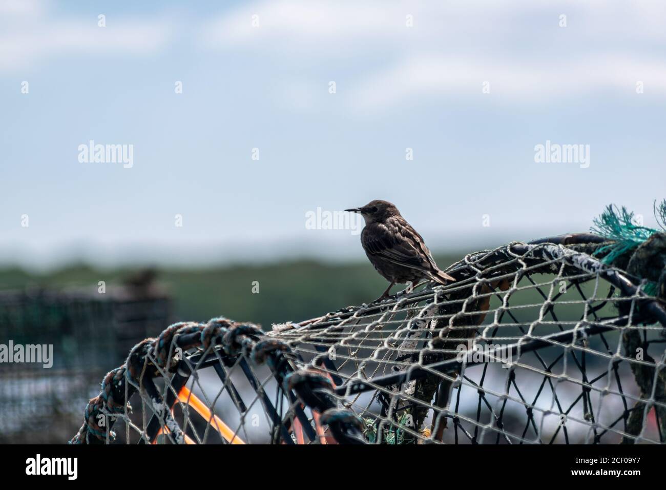 Oiseau femelle en étoile assis sur les cages de crabes en tas, cages utilisées pour capturer un grand nombre de crabes à Mudeford Quay, Royaume-Uni, à la recherche de petits oiseaux Banque D'Images