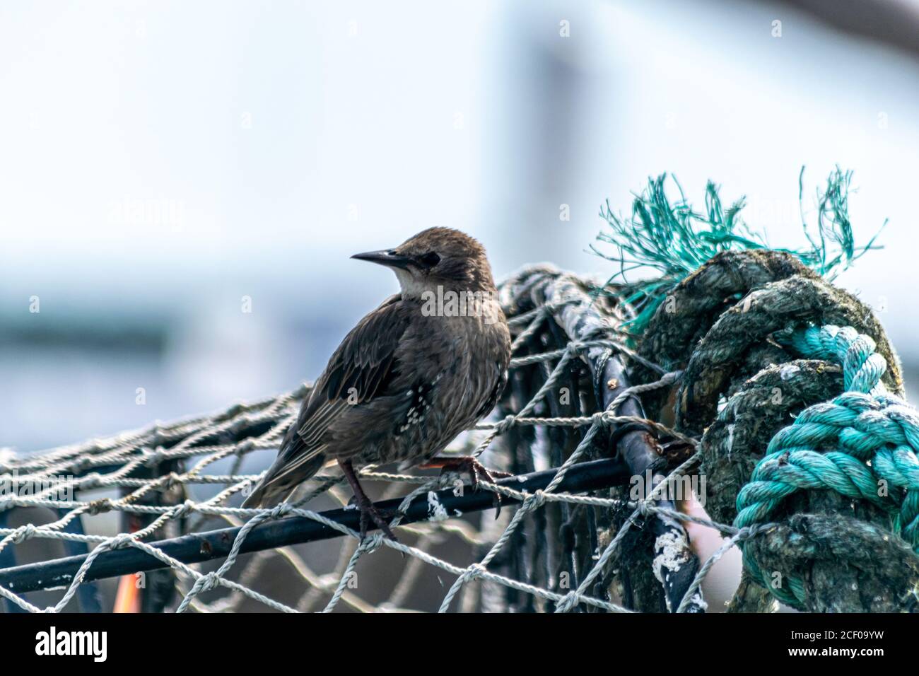 Oiseau femelle en étoile assis sur les cages de crabes en tas, cages utilisées pour capturer un grand nombre de crabes à Mudeford Quay, Royaume-Uni, à la recherche de petits oiseaux Banque D'Images
