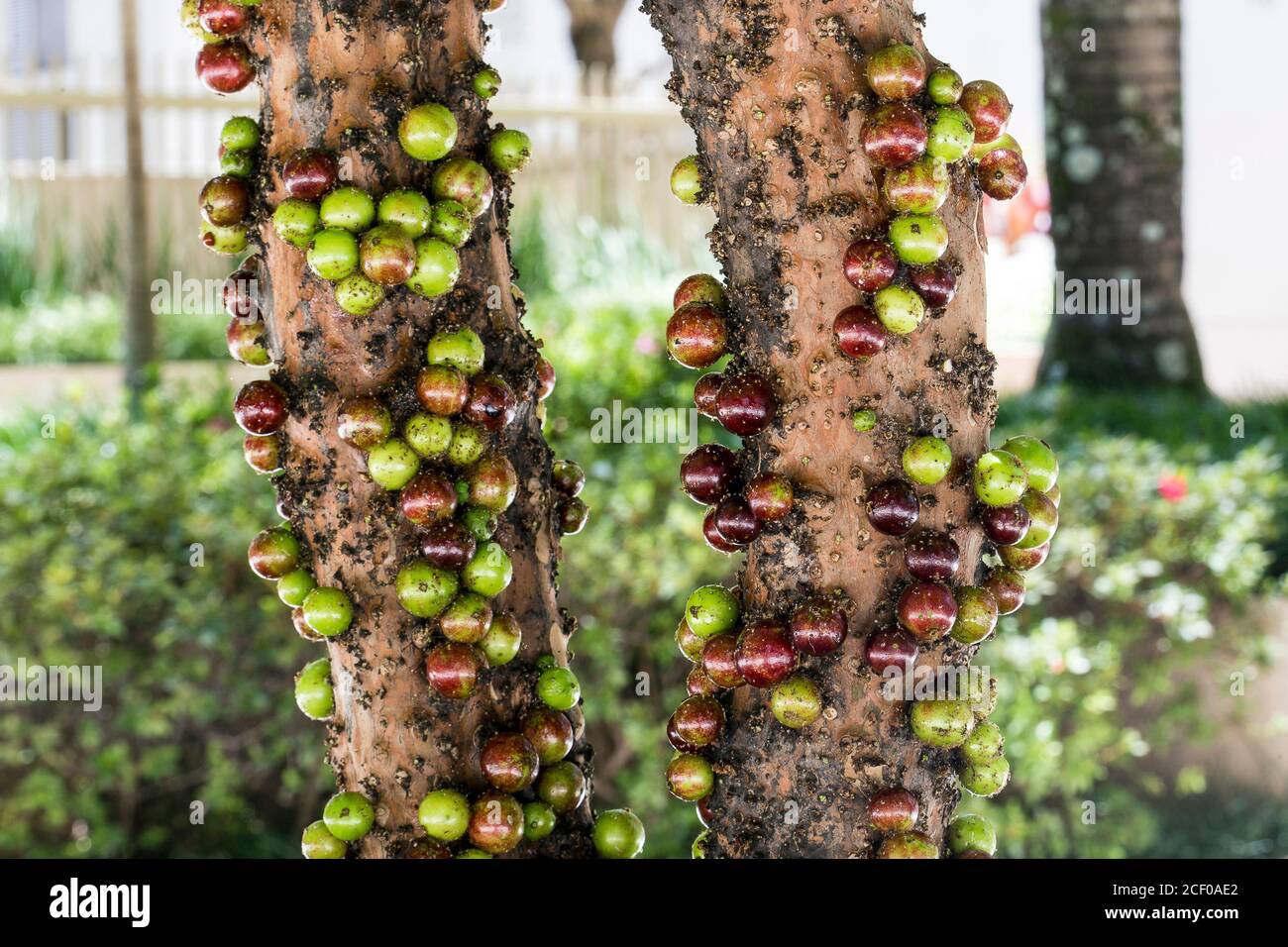 Fruits. Exotique. Jabuticaba dans l'arbre. Jaboticaba est le raisin